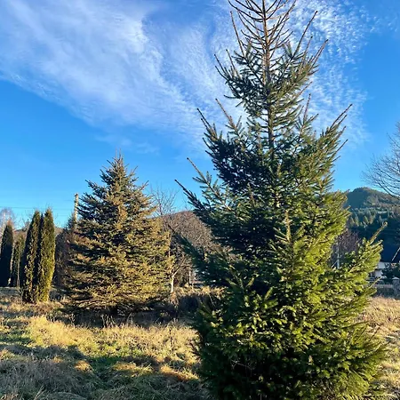 아파트 карпат 베르코비나